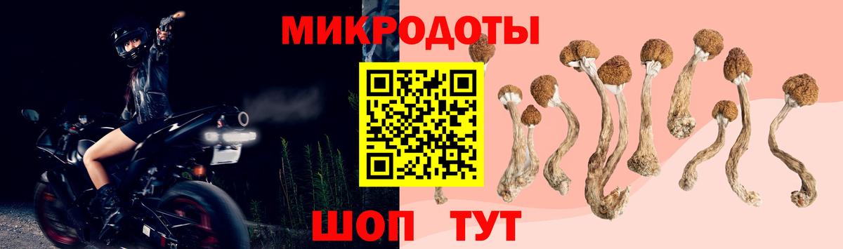 Псилоцибиновые грибы Psilocybine cubensis Киселёвск